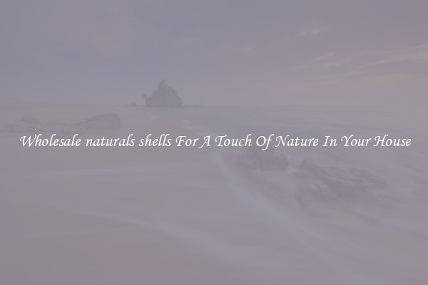 Wholesale naturals shells For A Touch Of Nature In Your House